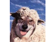 Sheep Avatar.jpg